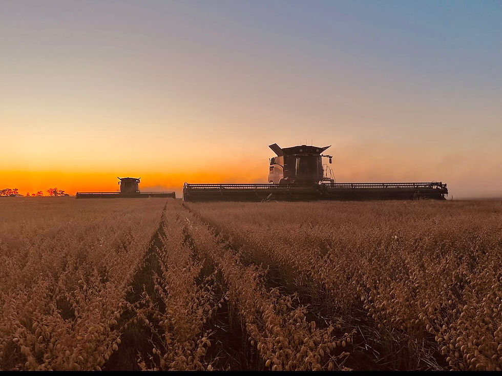 Two combines harvesting Chickpeas in field at sunset