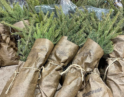Spring tree sale.jpg