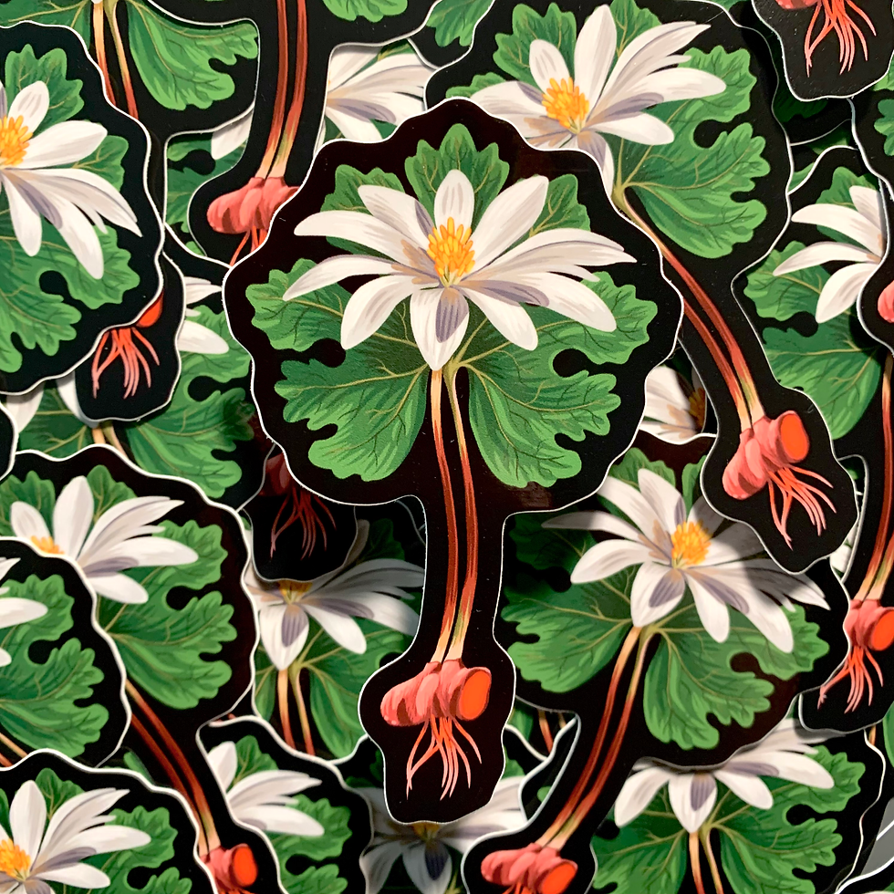 Bloodroot Flower Sticker