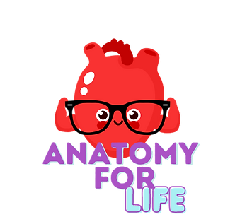Anatomy for life logo alternate colors.png