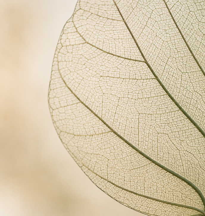 53223914-f941-41e2-a0ab-6f5e0b5517bd.png