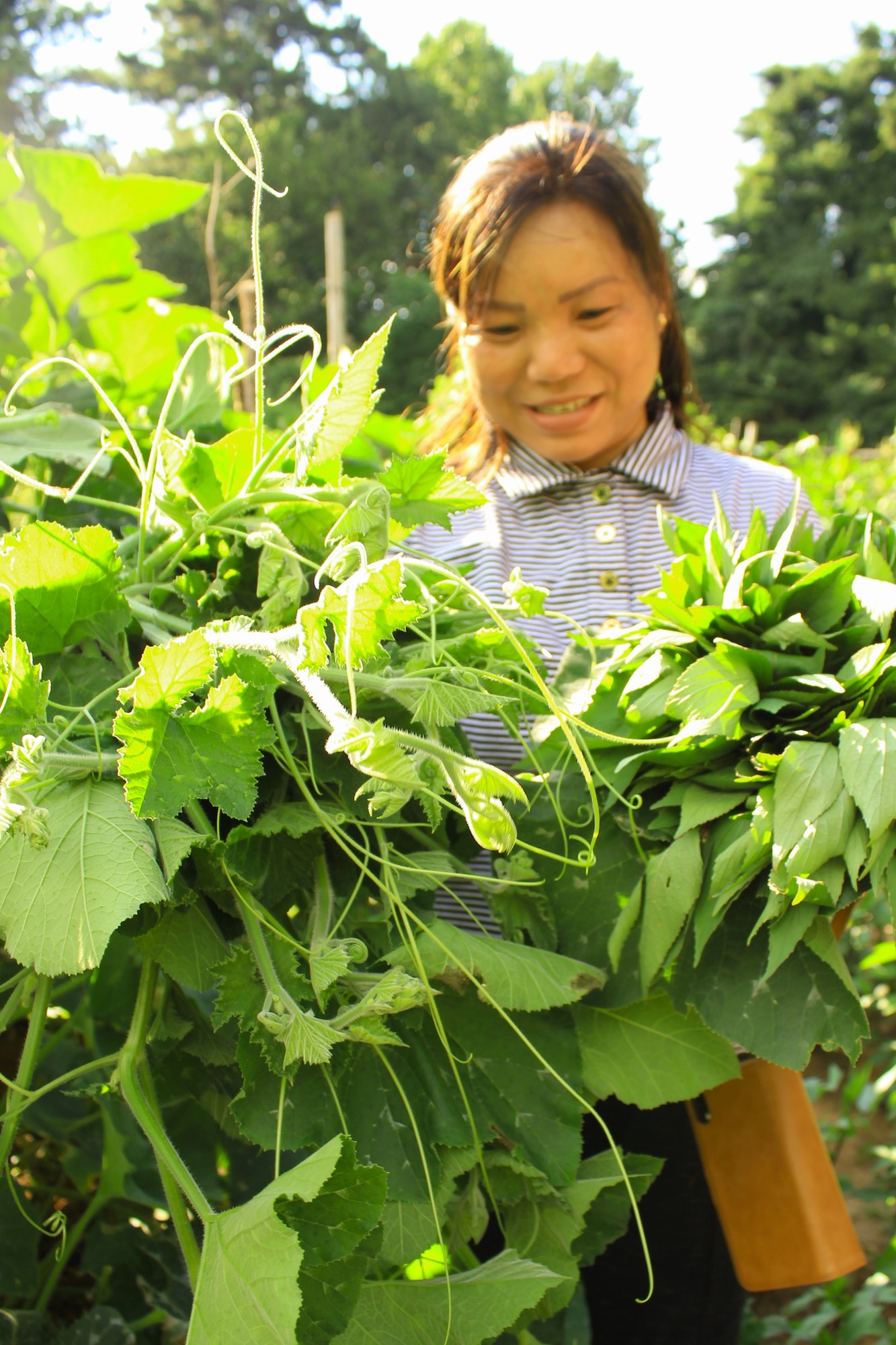 Elly San with pumpkin leaves & roselle 7.6.22a.jpeg