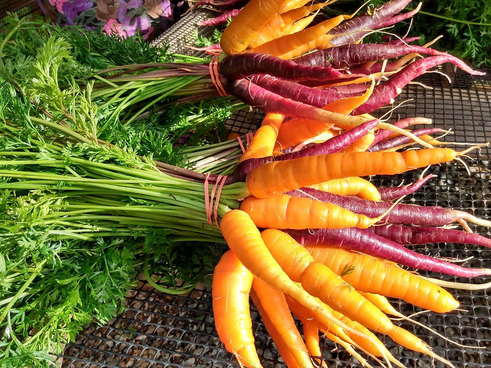 carrot+photo+(1) (1).jpeg