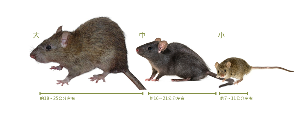 大中小.png