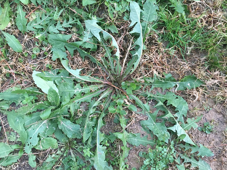 Dig up those weeds.