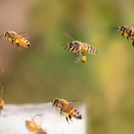 Bienen im freien Flug