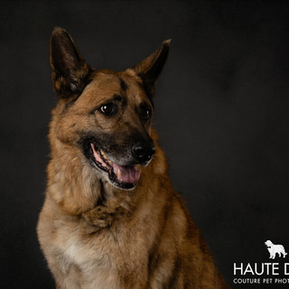 Dallas dog photographer German Shepherd