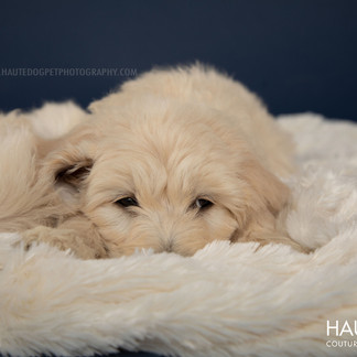 Doodle Rock adopt Dallas puppy