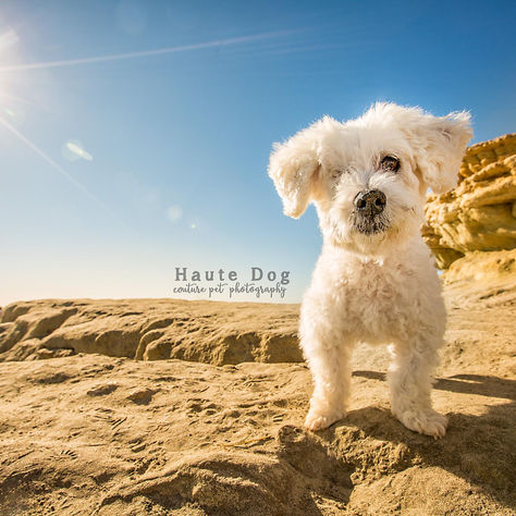 Fred, the One-Eyed Wonder Doodle