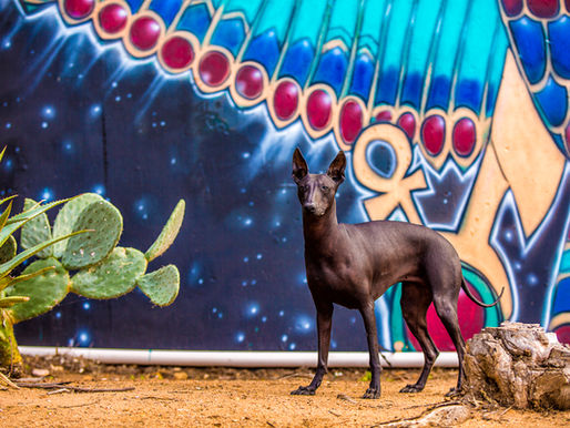 Frida the Xoloitzcuintli | Balboa Park, San Diego Dog Photography