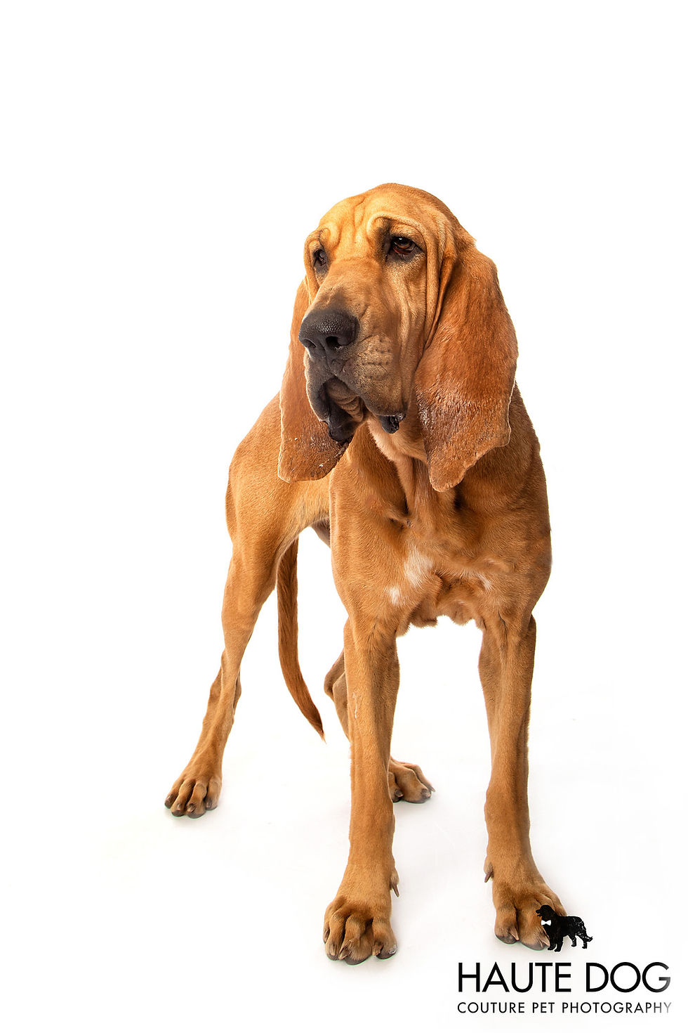 Bloodhound working dog on white background