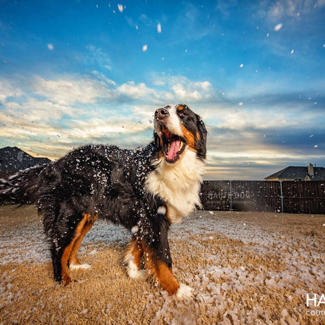 A Crazy Dog Mom's White Christmas in Dallas