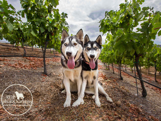 Emi & Misty | Temecula Huskies