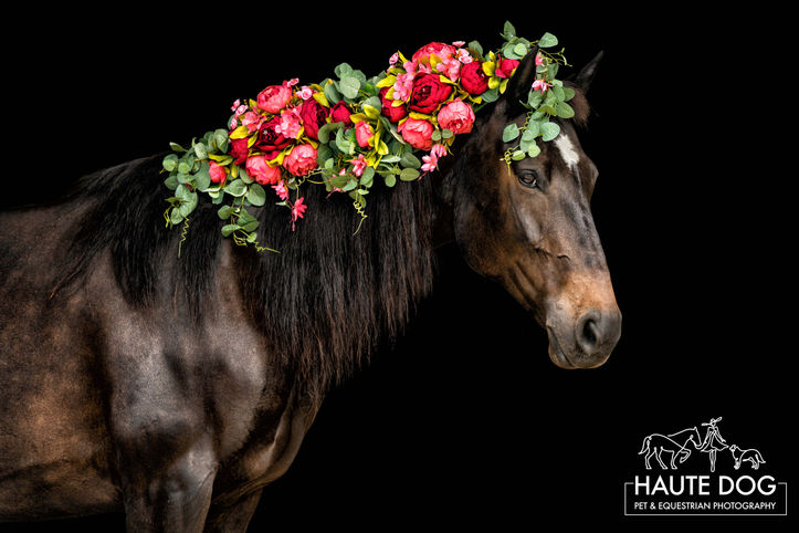 Dark bay Percheron horse with pink peony flowers woven in long mane on a black background.