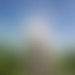 Heart Dog: Maggie Moo | Dallas Pet Photographer