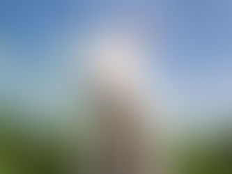 Heart Dog: Maggie Moo | Dallas Pet Photographer