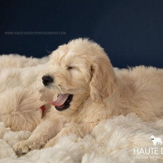 Doodle Rock adopt Dallas puppy