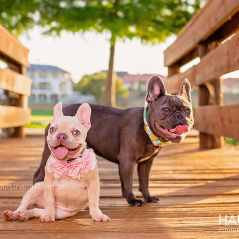 5 Tips to Prepare for Your Dallas Pet Photography Session