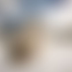 Why I Don't Have Enough Photos of My Own Dog