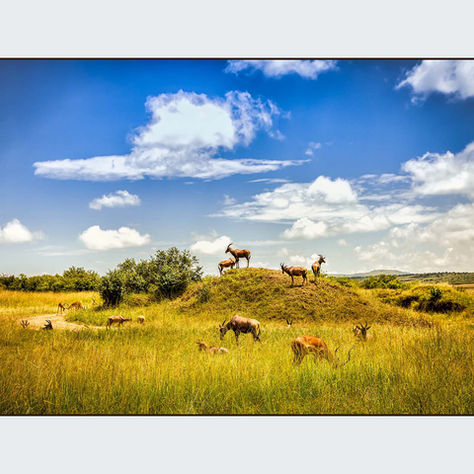 PRESS RELEASE: Dallas Pet Photographer Named Bronze Medalist at International Photographic Competiti