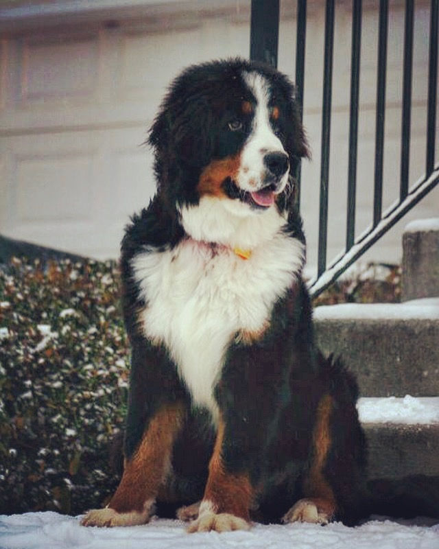 Bernese Mountain Dog puppy