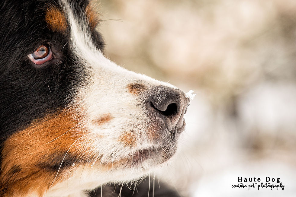 Dogs in Mt. Laguna snow | San Diego Dog Photography