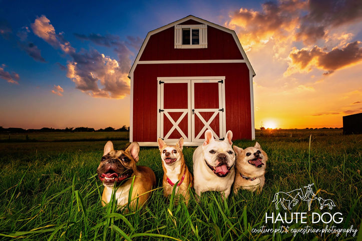Two French Bulldogs and two Chihuahuas stand in a row in the green grass in front of a red barn at sunset.