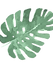 Tropische Blätter 5