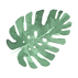熱帯の葉5