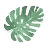熱帯の葉5