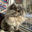 Writer: Moon Cloud Cattery