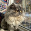 Writer: Moon Cloud Cattery