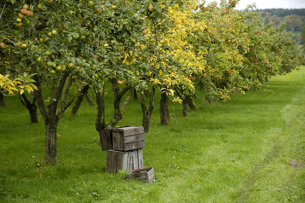 Harvest time at the orchard
