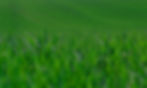 Grass-2.jpg