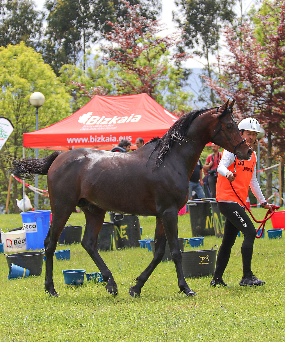 Eminem Mandorlati in Endurance race