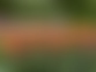 Ogród jak w bajce, czyli wizyta w Keukenhof