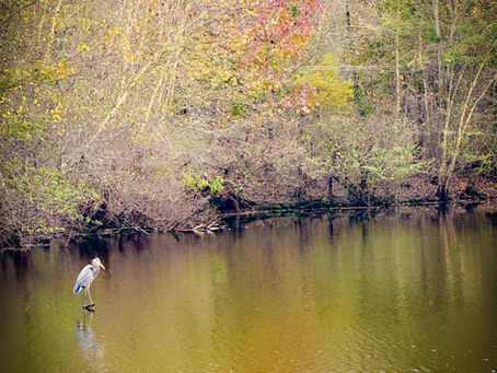 Winter Bass Fishing on Falls Lake, NC When Water Levels Drop