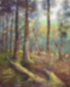 Vancouver Rainforest