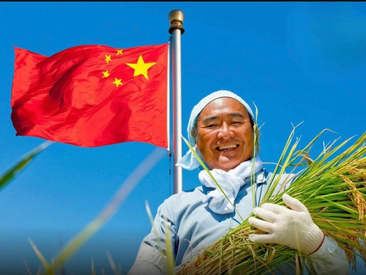 CIENTÍFICOS
EN CHINA CULTIVAN ARROZ QUE CRECE EN SUELOS SALADOS