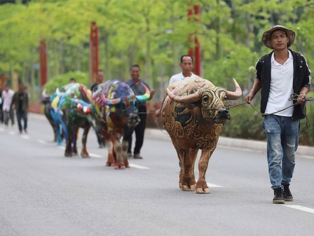 Búfalos coloridos llaman la atención en Yunnan
