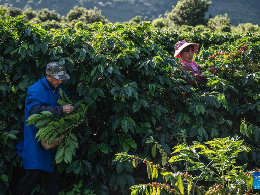 Plantas de café entran en temporada de cosecha en Baoshan, Yunnan