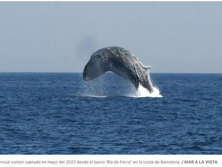 Whale watching en Barcelona: dónde ir a avistar ballenas