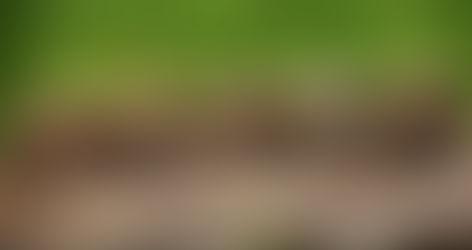 Estos son los animales que miden los cambios climáticos y ambientales (igual que los árboles)