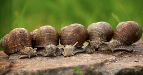 Estos son los animales que miden los cambios climáticos y ambientales (igual que los árboles)