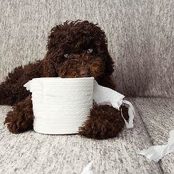 Puppy with a chewed up toilet roll