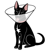 dog in e-collar