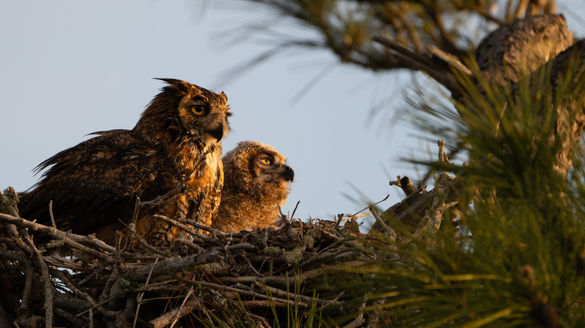 Great Horned Owl Mother and Owlet watching the sunrise after eating breakfast and before drifting off into a food coma. 