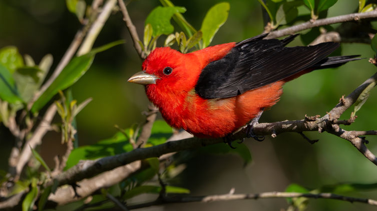 Stunning, male Scarlet Tanager Fresh off the Gulf Mexico during spring migration. 