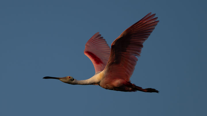 In-flight Roseate Spoonbill flies by on a blue sky at the Orlando Wetlands.  