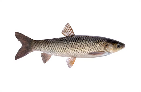 Amuras izuvinimui.png